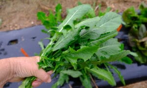 Carina Dandelion (Not Treated)