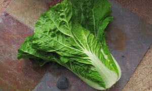Yuki Chinese Cabbage (Not treated)