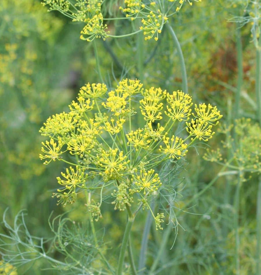 Dill Mammoth (Not Treated)