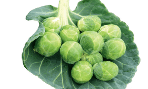 Gustus Brussels Sprouts (Not Treated)