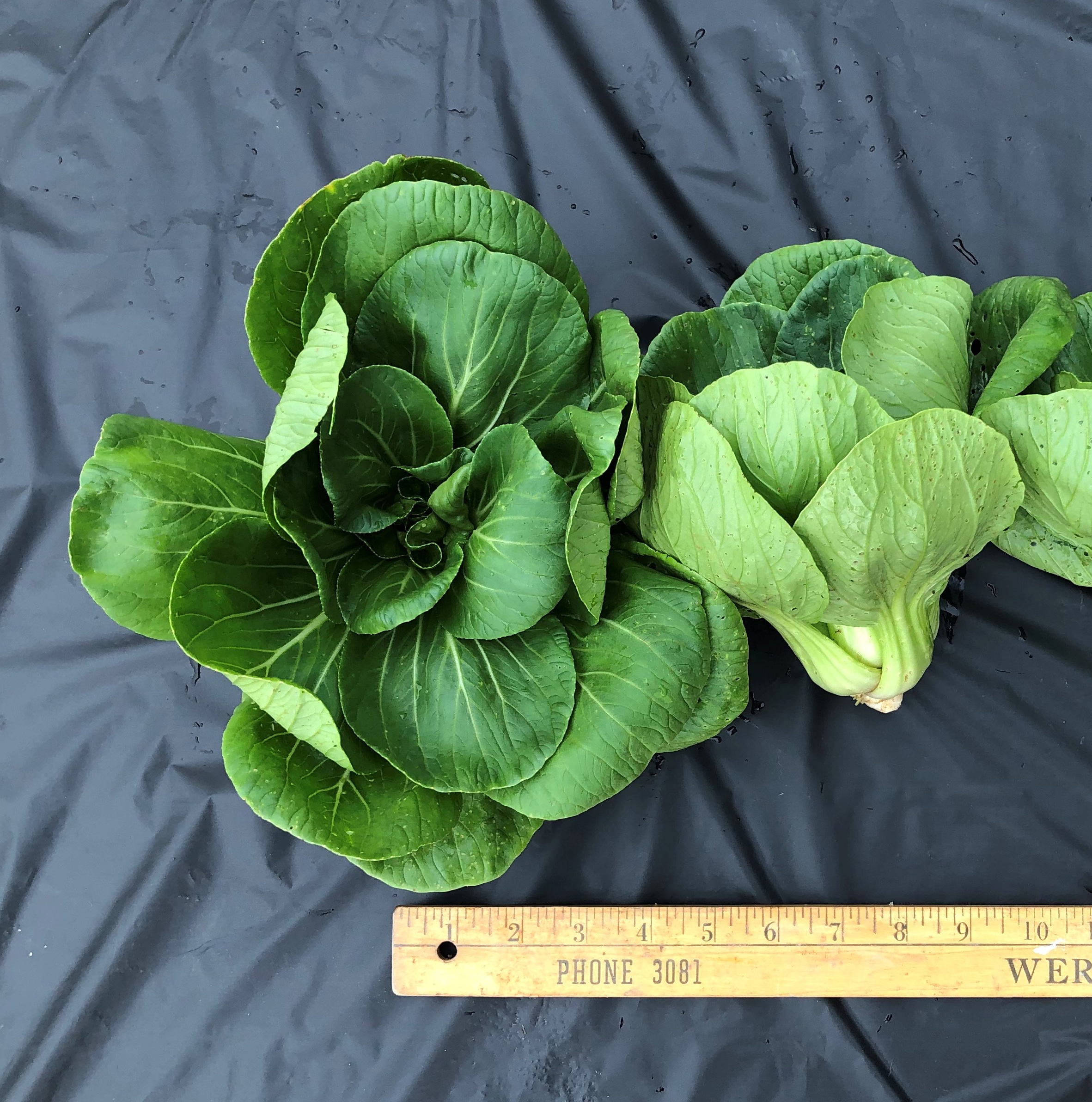 Miao Pak Choi (Not Treated)