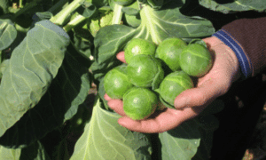 Nautic Brussels Sprouts (Organic)