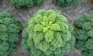 Oldenbor Kale (Not Treated)