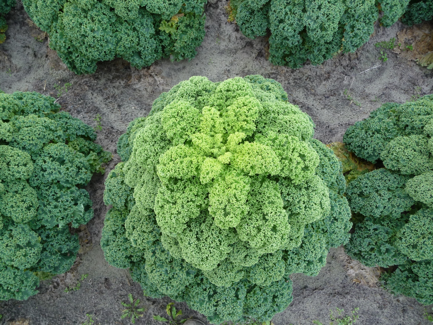 Oldenbor Kale (Not Treated)