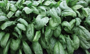 Persius Spinach (Treated Seed)