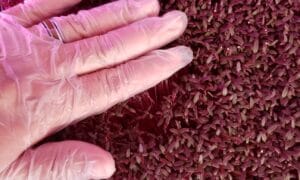 Red Garnet Amaranth (Not Treated)