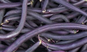 Royal Burgundy Purple Pod Bush Bean (Non-Treated Seed)