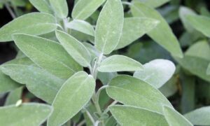 Sage Broadleaf (Not Treated)