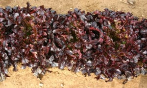 Shanghai Red Baby Leaf Lettuce (Not Treated)