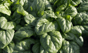 Space Spinach (Organic)