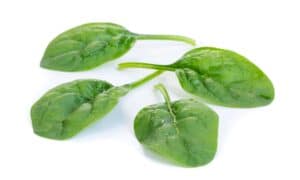 Sunangel Spinach (Not Treated Seed)