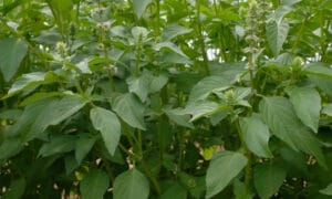 Basil Sweet Dani Lemon (Not Treated)