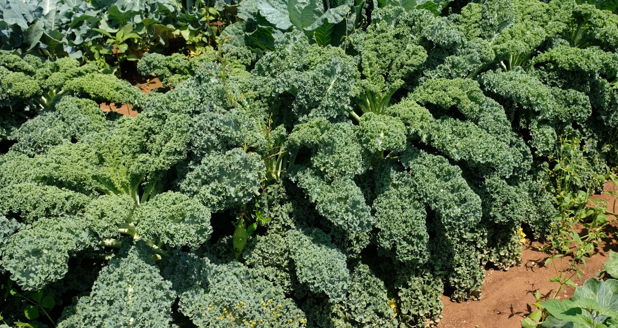 Arun Kale (Not Treated) Seedway