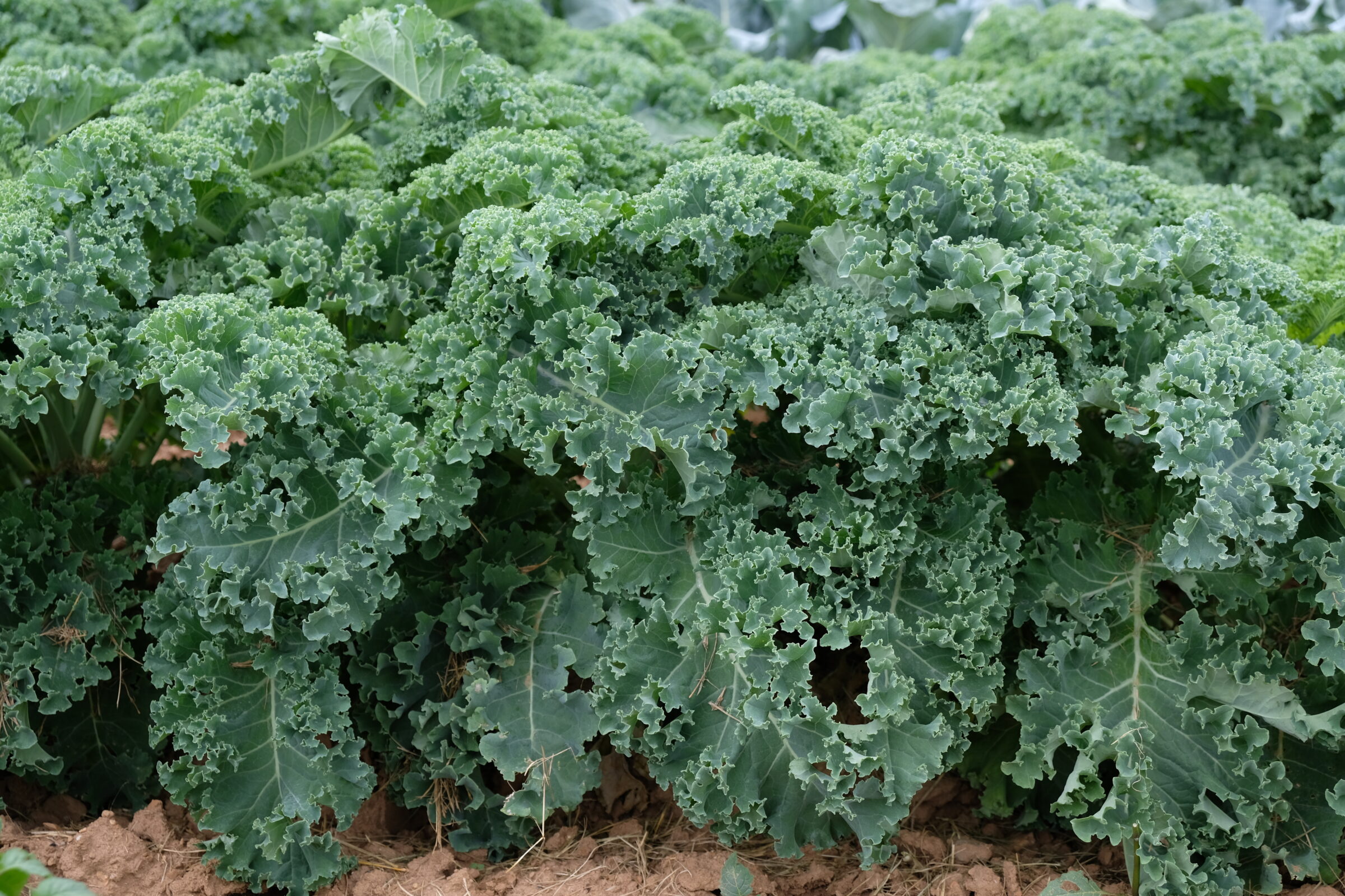 Oldenbor Kale (Not Treated) - Image 2