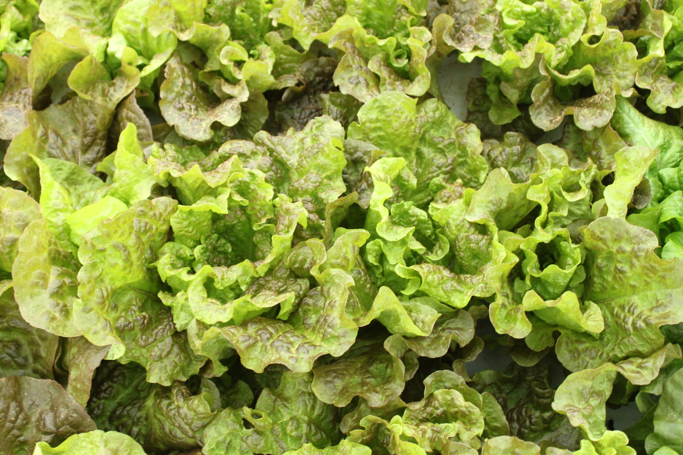 Prizehead Lettuce (Not Treated) Seedway