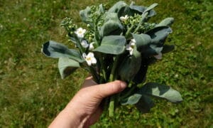 Raifiki Kailaan (Not Treated)