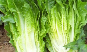 Sparx Lettuce (Not Treated)