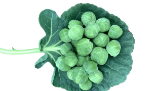 Scorpius Brussels Sprouts (Treated Seed)