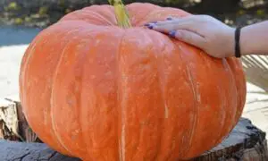 Ritz Pumpkin (Treated Seed)
