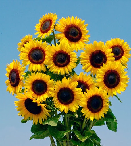 Image of Sunflower plant full sun