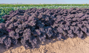 Sunbor Kale (Not Treated)