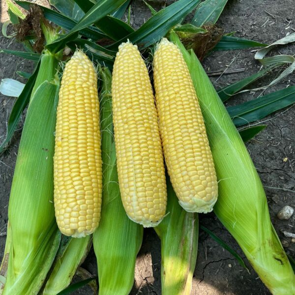 Icon XR Sweet Corn (Cruiser Treated) Seedway