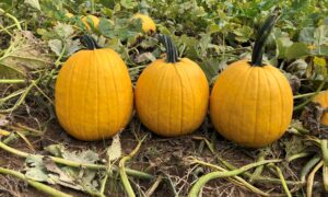 Lemonade Pumpkin (Farmore)
