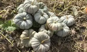 Mint Prince Pumpkin (Treated Seed)