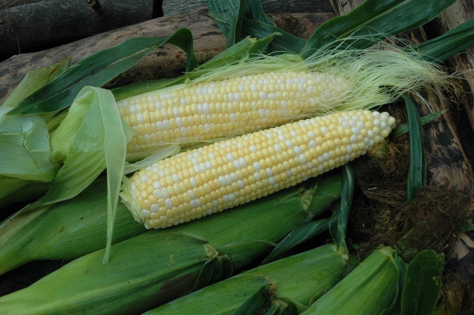 Natural Sweet XR Sweet Corn (Organic)