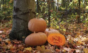 New England Cheddar Pumpkin (Farmore)