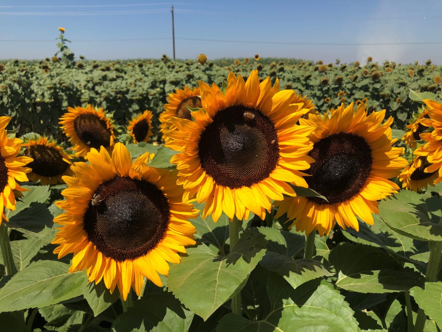 Procut Orange Sunflower (Not Treated) Seedway