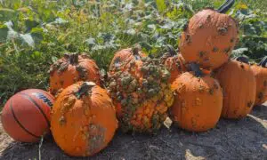 Scarface Pumpkin (Farmore)