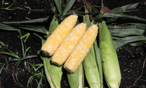 Skyray Sweet Corn (Cruiser Treated)