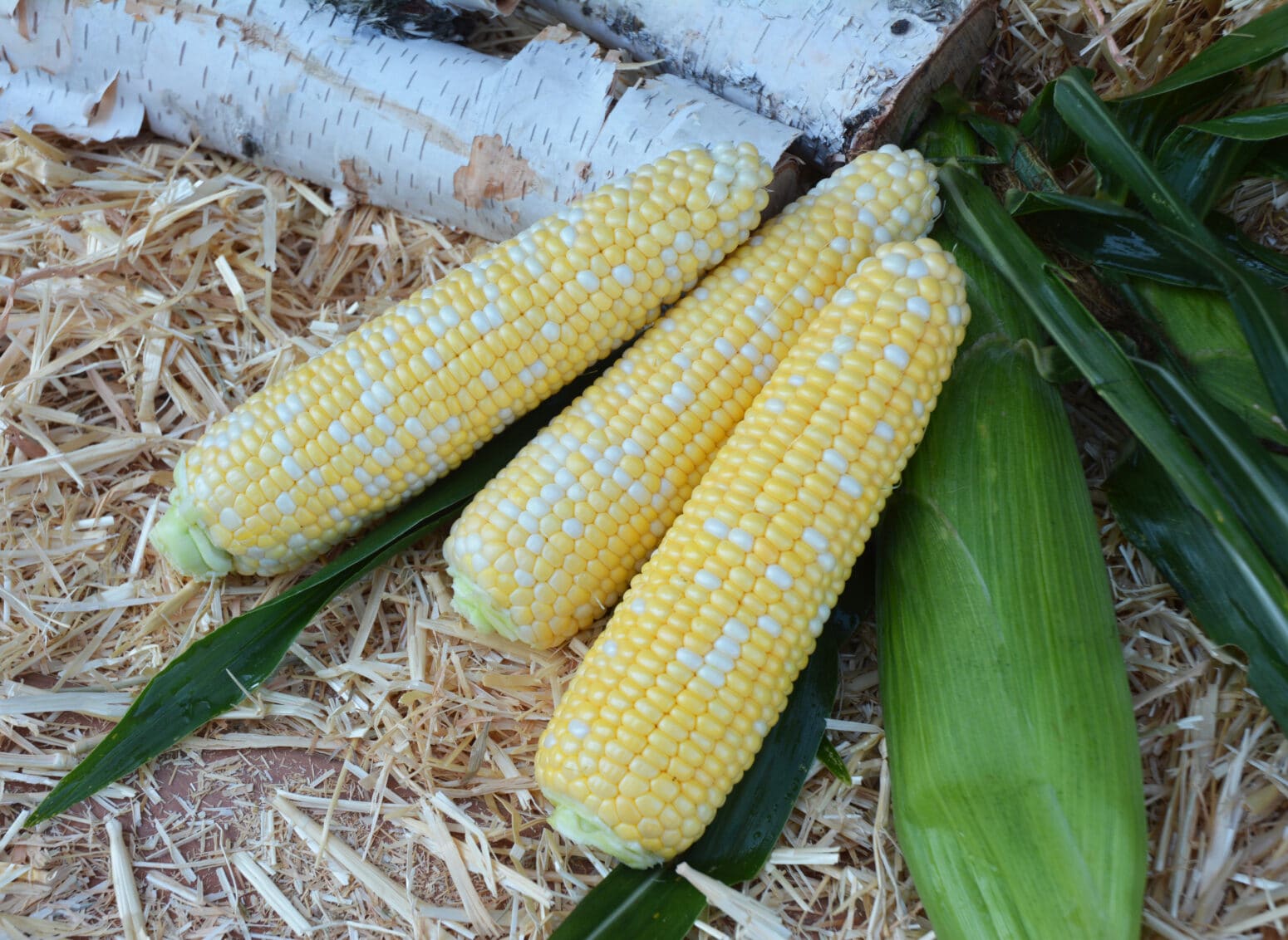 Tempo XR Sweet Corn (Cruiser Treated) Seedway