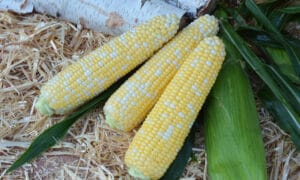 Tempo XR Sweet Corn (Cruiser Treated)
