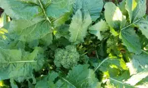 Rapini Grande Broccoli Raab (Not Treated)