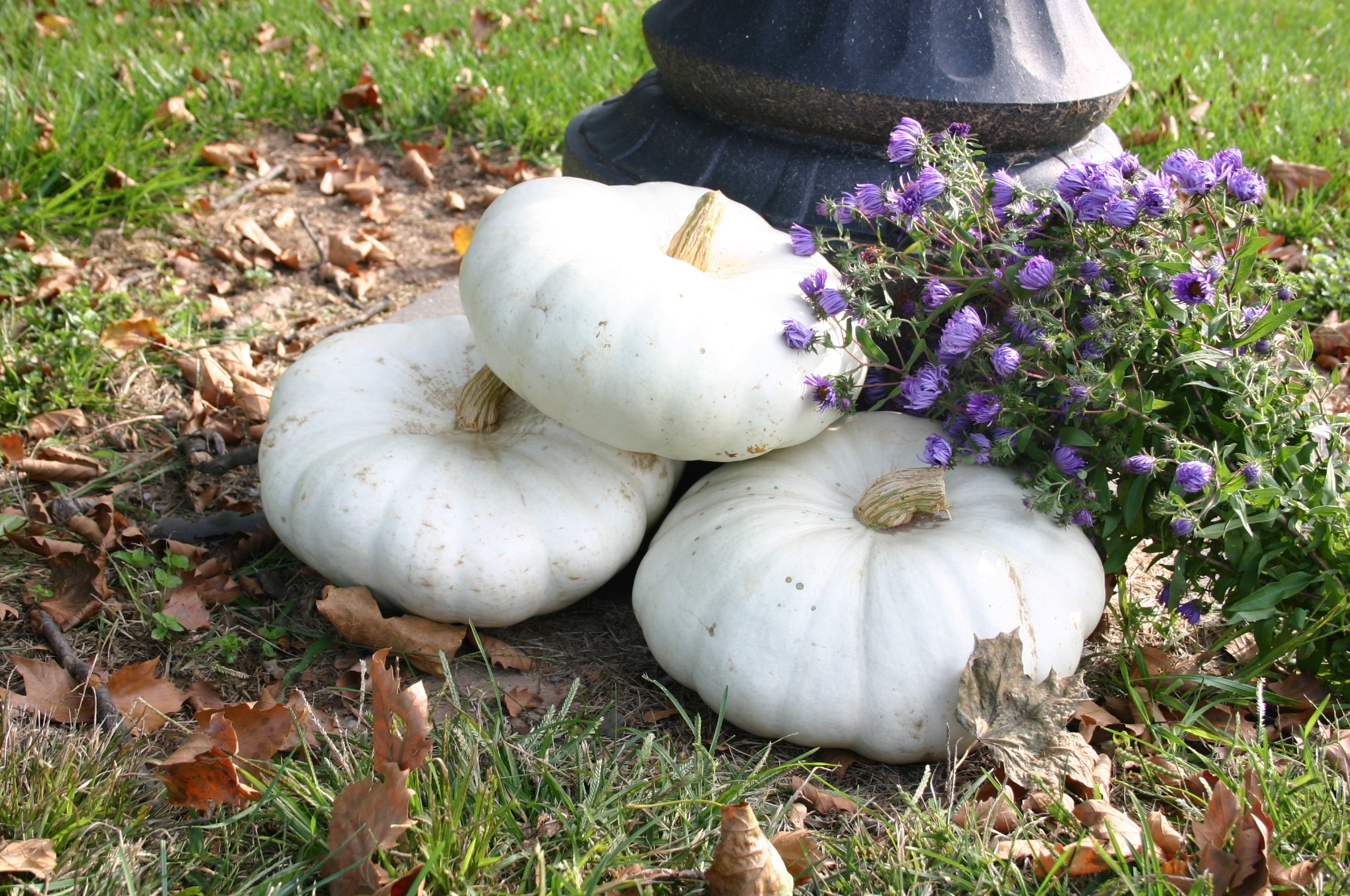 White pumpkin