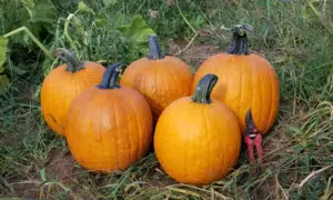 Justify Pumpkin (Farmore)