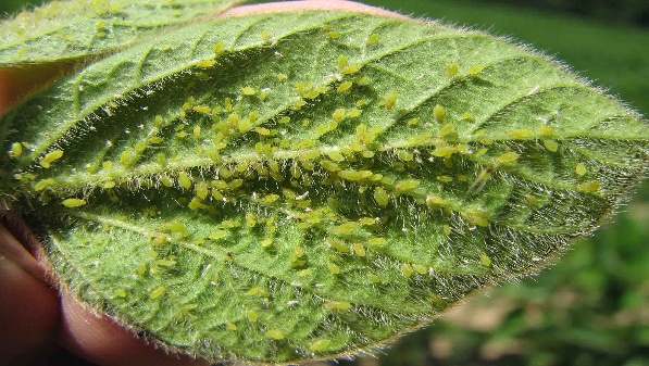 Soybean Pests | Seedway
