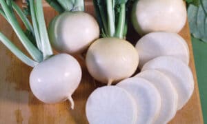 White Lady Turnip (Not Treated)