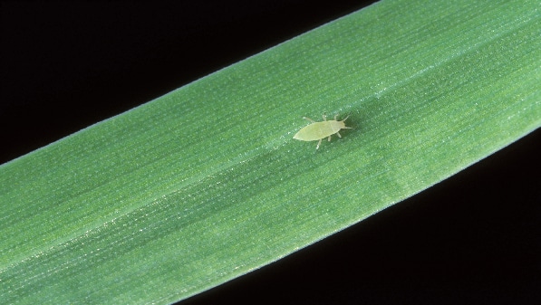 A wheat aphid on a blade of grass