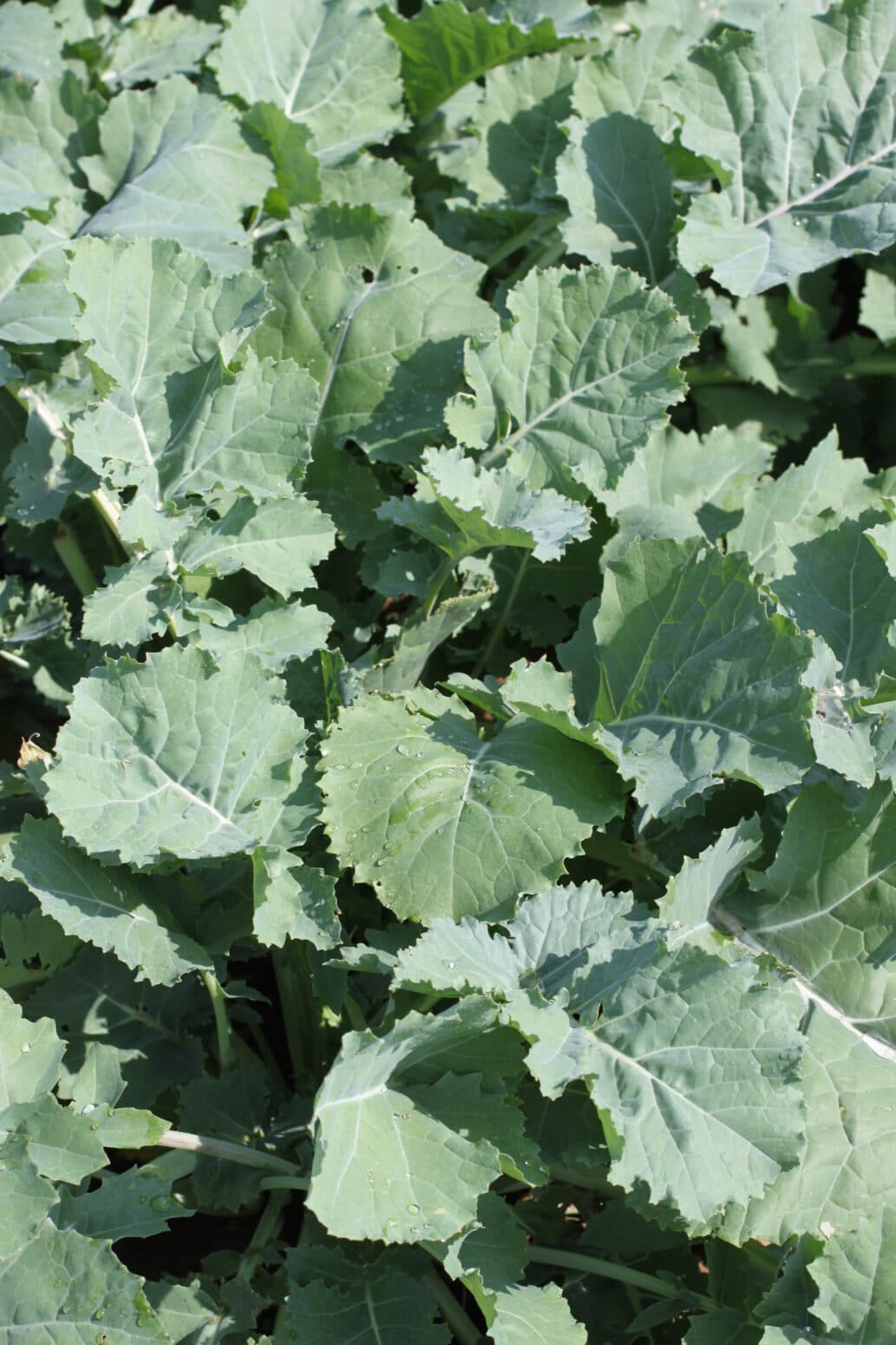 Premier Kale (Not Treated) Seedway