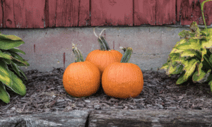 Bisbee Gold Pumpkin (Farmore)