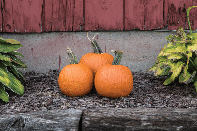 Bisbee Gold Pumpkin Farmore Seedway