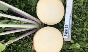 Teviot rutabaga (Not Treated)