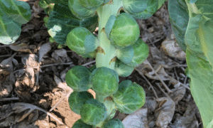 Silvia Brussell Sprouts (treated Seed)