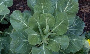 Georgia Southern Collards (Not Treated)