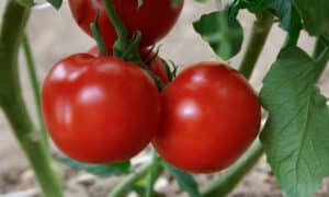 Rubee Dawn Tomato (Not Treated)