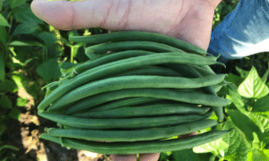 Sanford Green Pod Bush Bean (Cruiser Treated Seed)