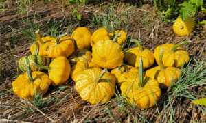 Sunrise Gourd (Treated Seed)